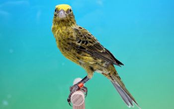 Vogelzucht