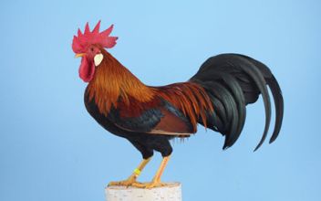 Geflügel